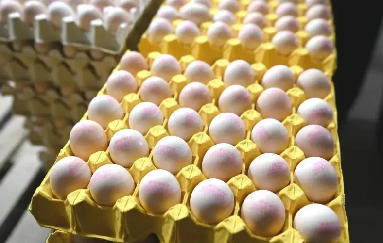 "Đột nhập" nhà máy sản xuất 450.000 quả trứng tươi/ngày, phát hiện "thông tin" về dây chuyền chế biến được đầu tư hơn 193 tỷ đồng