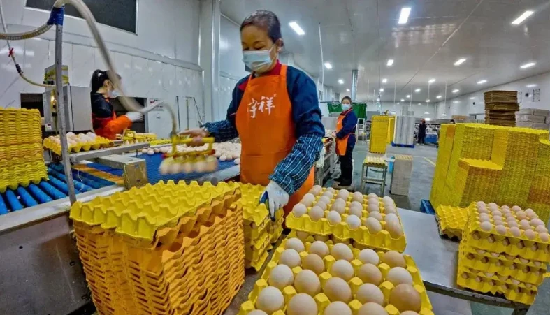 "Đột nhập" nhà máy sản xuất 450.000 quả trứng tươi/ngày, phát hiện "thông tin" về dây chuyền chế biến được đầu tư hơn 193 tỷ đồng