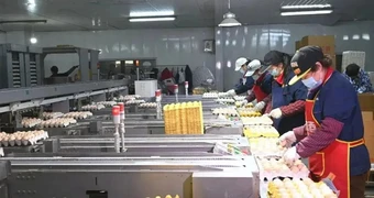 "Đột nhập" nhà máy sản xuất 450.000 quả trứng tươi/ngày, phát hiện "thông tin" về dây chuyền chế biến được đầu tư hơn 193 tỷ đồng