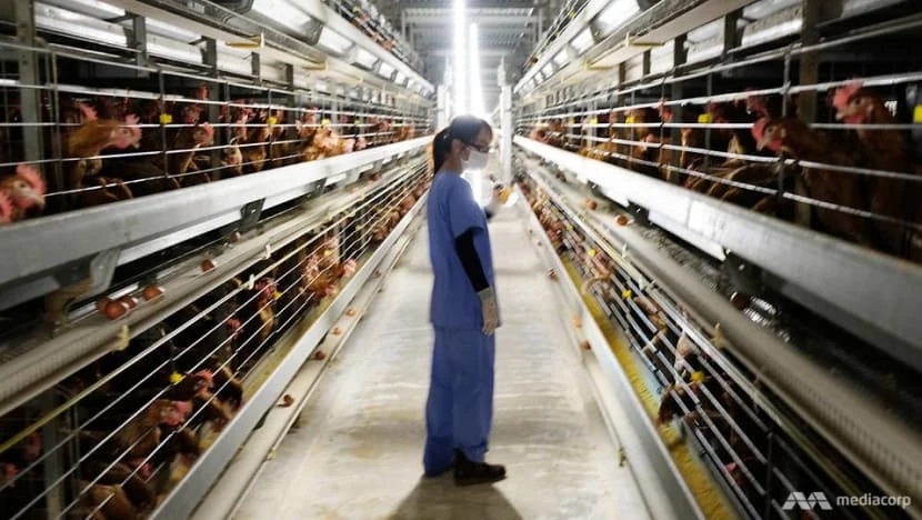 "Đột nhập" nhà máy trứng sản xuất 600.000 quả/ngày: Vì sao ở đây gà đẻ gần như không có ngày nghỉ?