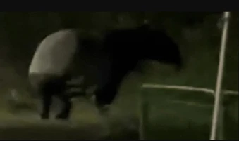 "Quái thú" có bước đi 'vang như tiếng vó ngựa' xuất hiện giữa phố, chuyên gia hé lộ: Chỉ còn 2.500 cá thể