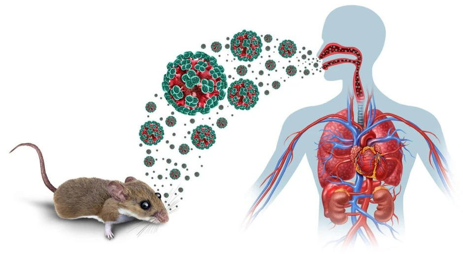 39 ca mắc, 13 ca tử vong do Hanta virus: Xuất hiện 1 biến thể có thể lây truyền từ người sang người