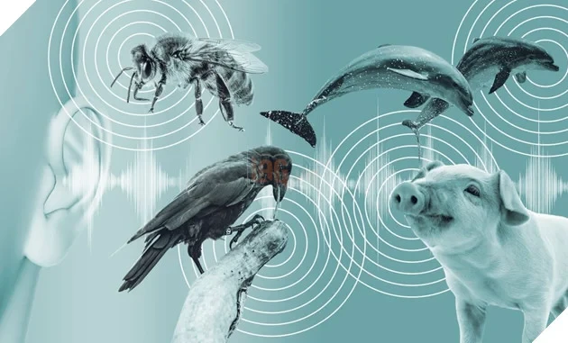 AI đang giải mã ngôn ngữ động vật, con người sẽ có thể nói chuyện với chúng? AI đang giải mã ngôn ngữ động vật, con người sẽ có thể nói chuyện với chúng?
