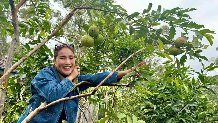 Cát Tường khoe hoa trái sum suê trong vườn nhà ở Australia