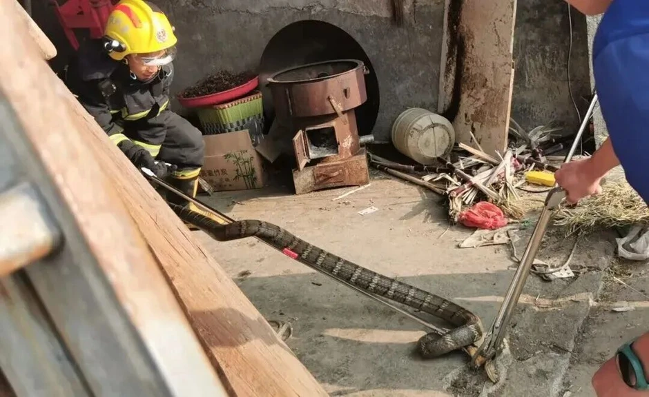 Chi tiết bất thường ở nhà hàng xóm khiến người đàn ông vội gọi cảnh sát: Kịp thời cứu mạng 2 trẻ nhỏ