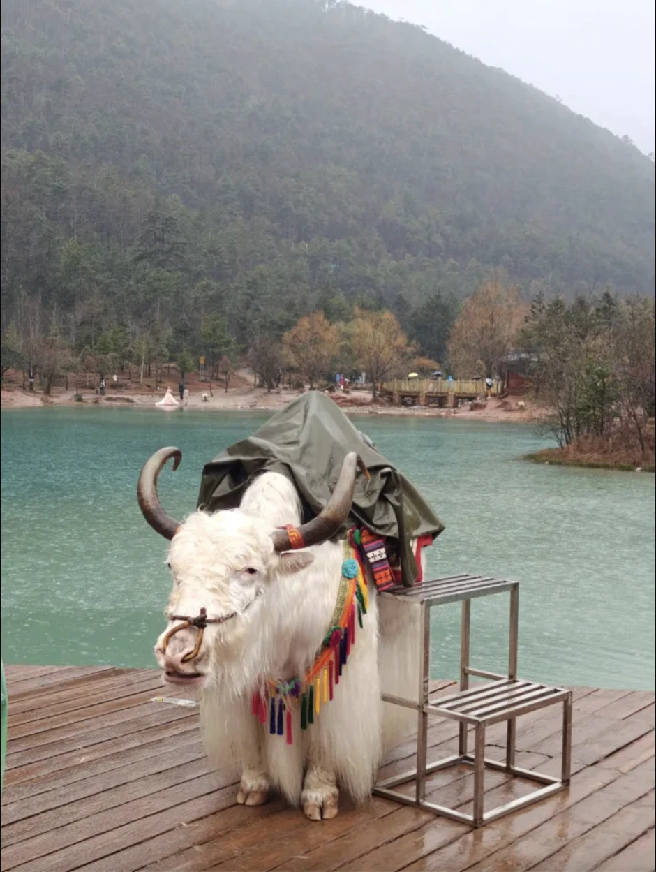 Chú bò trắng thành “máy in tiền”, đứng yên chụp ảnh cùng khách cũng thu cho chủ 23 tỷ/ năm?