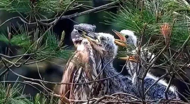 Đi câu cá, người đàn ông bất ngờ đụng độ loài vật hiếm hơn gấu trúc: Cả thế giới chỉ còn 1.000 con