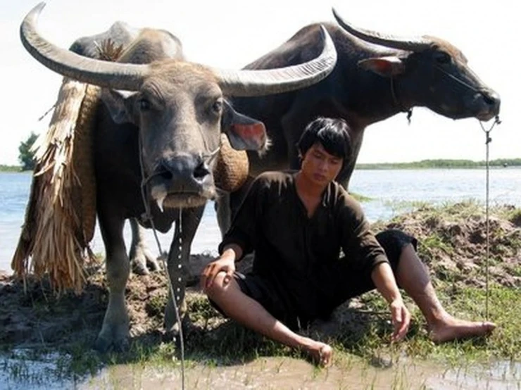 Đóng phim cùng… 300 con trâu, dàn sao Việt kể chuyện “dở khóc dở cười” Đóng phim cùng… 300 con trâu, dàn sao Việt kể chuyện “dở khóc dở cười”