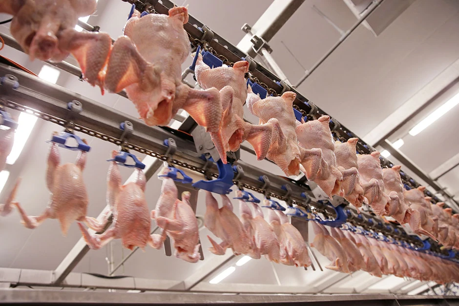 Đột nhập nhà máy gà công nghiệp xuất xưởng 6 triệu con/tuần: Vì sao gà ở đây "lớn nhanh như thổi", đạt 2,5kg chỉ sau 35 ngày?