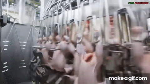 Đột nhập nhà máy gà công nghiệp xuất xưởng 6 triệu con/tuần: Vì sao gà ở đây "lớn nhanh như thổi", đạt 2,5kg chỉ sau 35 ngày?