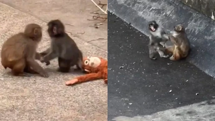 Đừng bao giờ tuyệt vọng: "Chú khỉ cô độc nhất thế giới" Punch vừa có bạn gái!