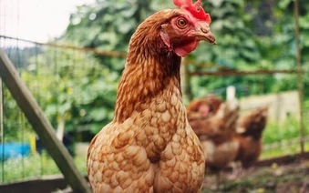 Gà có thể sống sót mà không có đầu không?