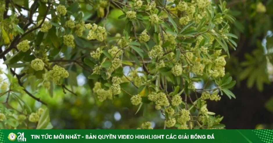 Hoa sữa đi vào âm nhạc như thế nào