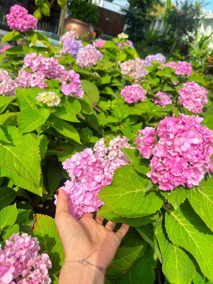 Hoa trái nở rộ trong biệt thự vùng ven của vợ chồng Hoàng Bách