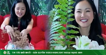 Hồng Nhung cắm bình hoa từ thân cây cà chua khô