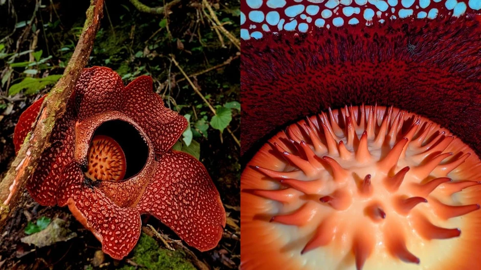 Loài hoa vô lý nhất thế giới: Nặng 10kg, to hơn 1 mét, không có thân, rễ nhưng mùi hương mới là thứ ám ảnh