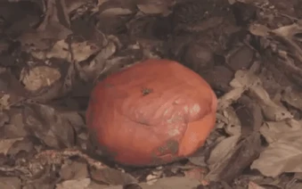 Loài hoa vô lý nhất thế giới: Nặng 10kg, to hơn 1 mét, không có thân, rễ nhưng mùi hương mới là thứ ám ảnh