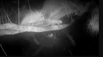 Loài vật cực hiếm tưởng tuyệt chủng bất ngờ "sống lại" sau 100 năm: Camera giấu kín ghi lại cảnh đặc biệt
