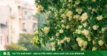MC Diễm Quỳnh bênh hoa sữa