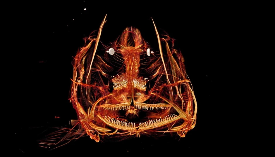 Mò 8.000 mét xuống đáy đại dương, chuyên gia phát hiện sự thật cay đắng về thứ đang nằm trong bụng những sinh vật tại đây Mò 8.000 mét xuống đáy đại dương, chuyên gia phát hiện sự thật cay đắng về thứ đang nằm trong bụng những sinh vật tại đây