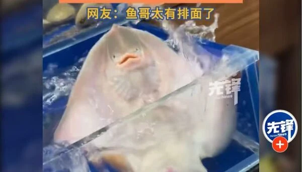 Một con cá phun nước trong nhà hàng hải sản bỗng dưng được hơn 10 triệu người xin phóng sinh