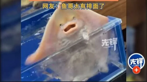 Một con cá phun nước trong nhà hàng hải sản bỗng dưng được hơn 10 triệu người xin phóng sinh
