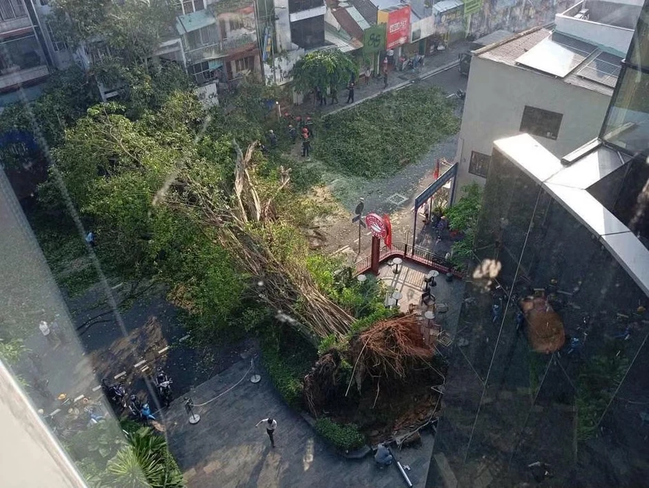 Một nam ca sĩ thoát chết trong gang tấc khi cây cổ thụ ở TPHCM đổ sập vào ô tô Một nam ca sĩ thoát chết trong gang tấc khi cây cổ thụ ở TPHCM đổ sập vào ô tô