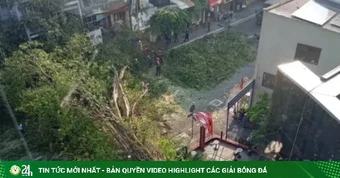 Một nam ca sĩ thoát chết trong gang tấc khi cây cổ thụ ở TPHCM đổ sập vào ô tô