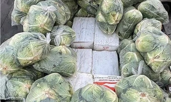 Phát hiện 1.600 kg ma túy đội lốt bắp cải