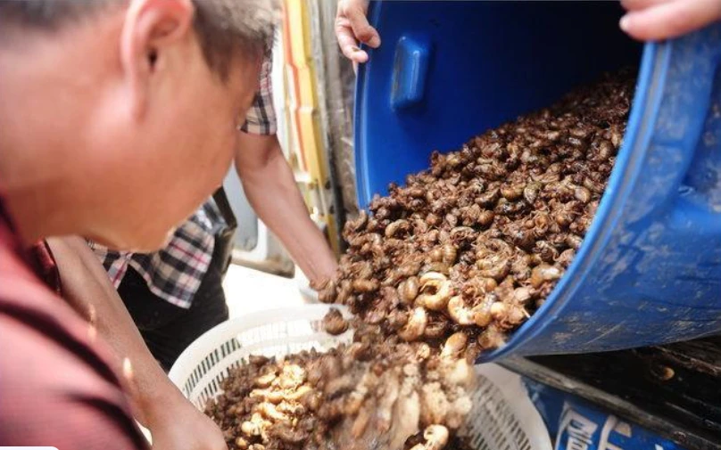 Phát hiện người đàn ông kiếm 232 tỷ đồng/năm nhờ nuôi “vàng sống”