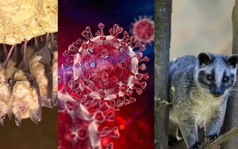 Phát hiện nhóm virus corona mới ở dơi có khả năng lây nhiễm sang người