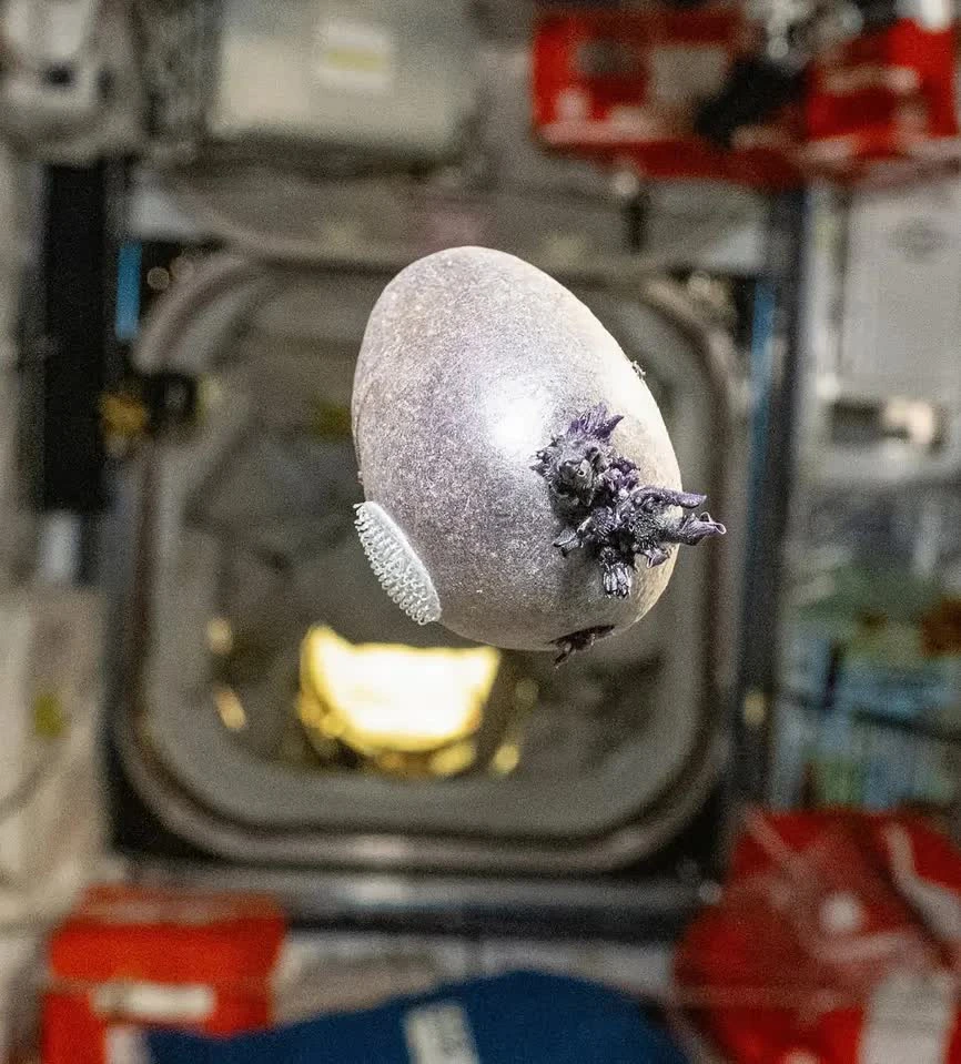 Phi hành gia NASA công bố bức ảnh “trứng người ngoài hành tinh” với xúc tu kỳ dị, nhiều người lo ngại