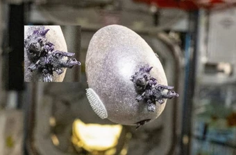 Phi hành gia NASA công bố bức ảnh “trứng người ngoài hành tinh” với xúc tu kỳ dị, nhiều người lo ngại