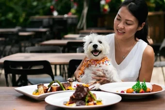 SỐC: Nhà hàng đập bỏ 600 bộ bát đĩa, đóng cửa khử trùng vì khách cho thú cưng lên bàn ăn
