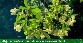 Tác giả tình khúc nổi tiếng về hoa sữa Hà Nội chưa từng ngửi hoa