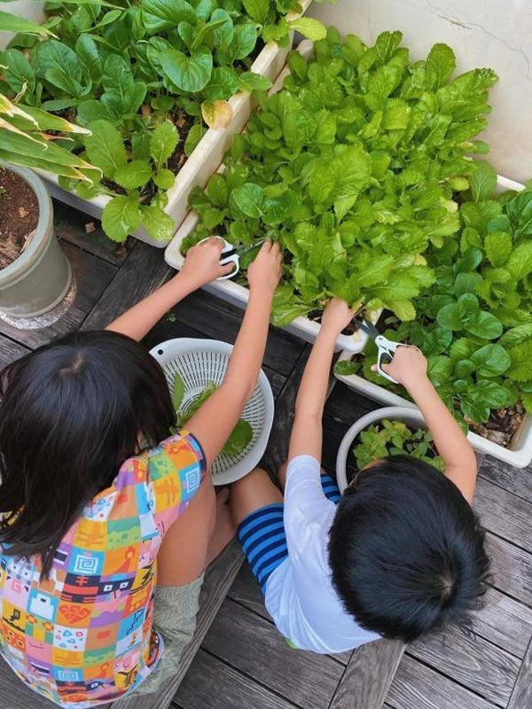 Vườn rau sạch trong biệt thự 500 m2 của Tăng Thanh Hà
