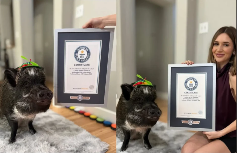 "Chuyện thật như đùa": Chú lợn vừa lập kỷ lục Guinness vì sở hữu lượng follow "khủng", idol giới trẻ cũng phải chào thua!