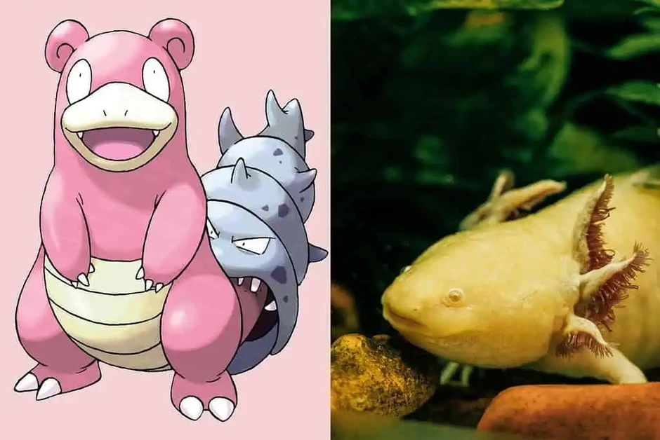 Bí ẩn về 7 loài động vật có sức mạnh tương đồng với Pokémon huyền thoại