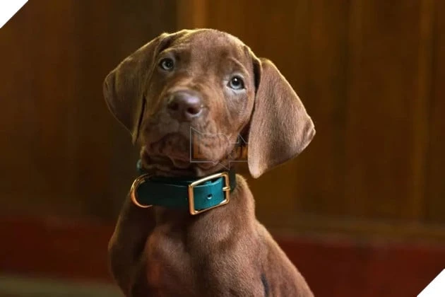 Netflix Hé Lộ Tạo Hình Đầu Tiên Của Scooby-Doo Trong Series Live-Action, Dự Kiến Ra Mắt Năm 2027