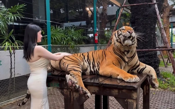 Quay video ngay bên cạnh thú dữ, hot girl khiến người xem "nhăn mặt" vì quá liều lĩnh
